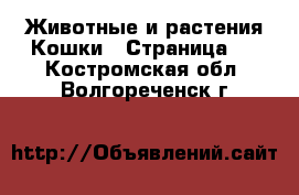 Животные и растения Кошки - Страница 8 . Костромская обл.,Волгореченск г.